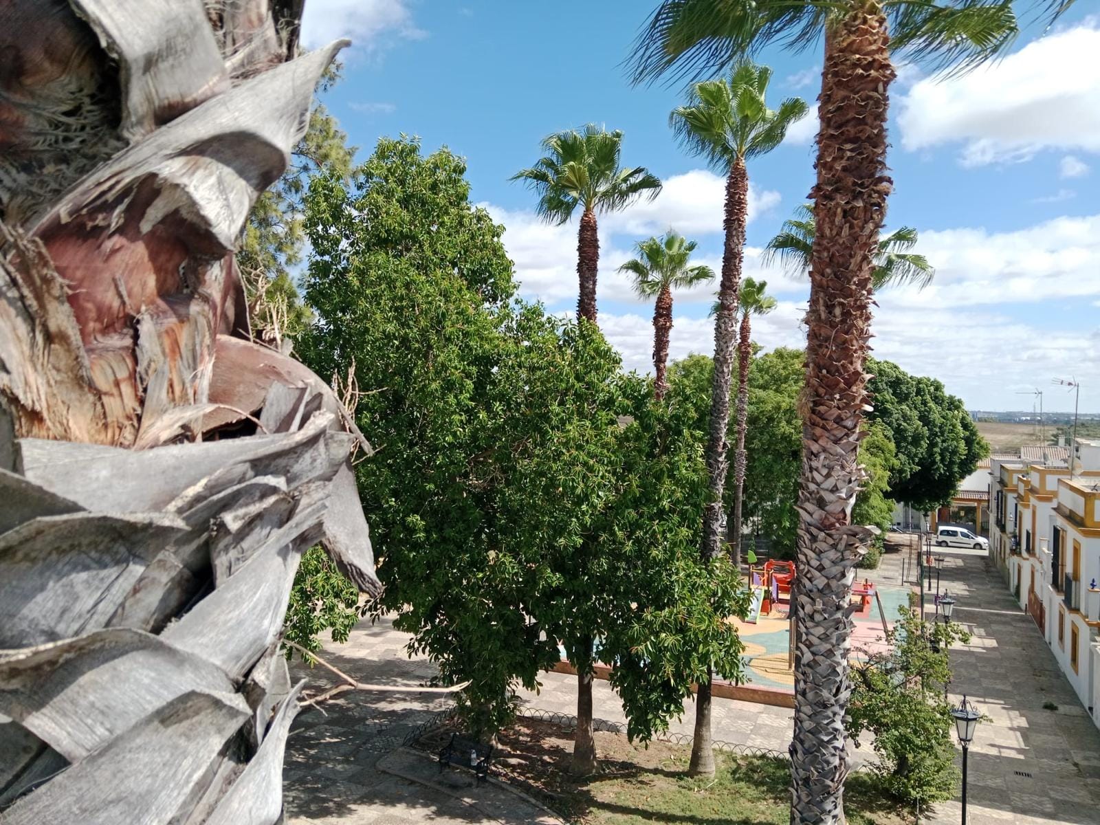 Palomares Sostenible: Acciones de Poda y Limpieza para un Municipio Más Seguro