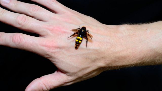 ¡Atención, urgente!