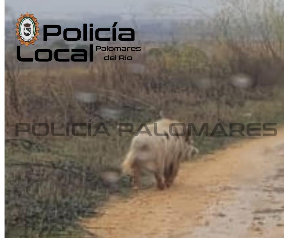 Comunicado Oficial: Precaución por Avistamiento de Jabalíes