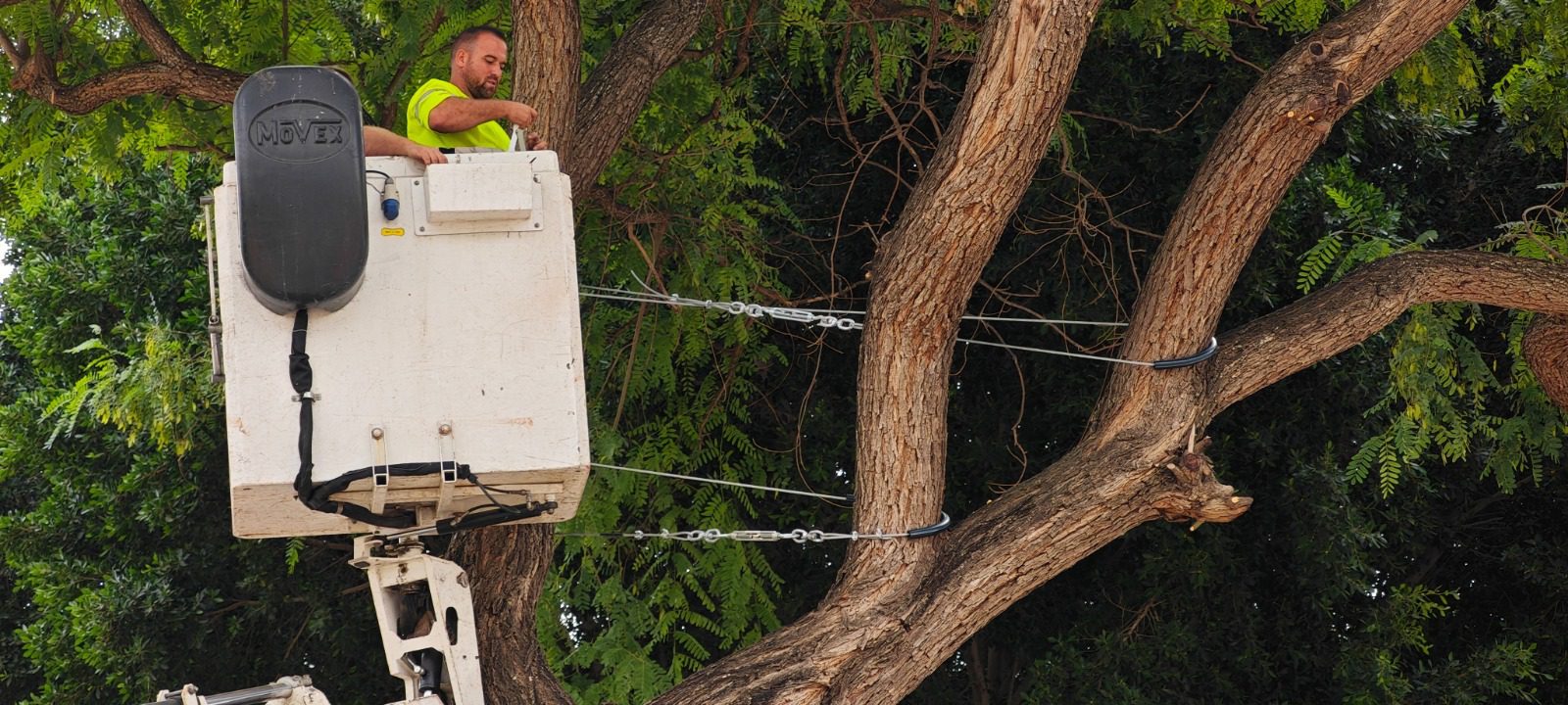Actuación urgente para la conservación de una Tipuana en la Plaza de las Moreras