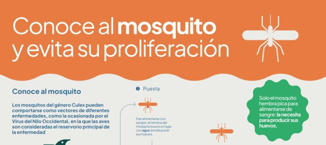 CONOCE AL MOSQUITO Y EVITA SU PROLIFERACIÓN
