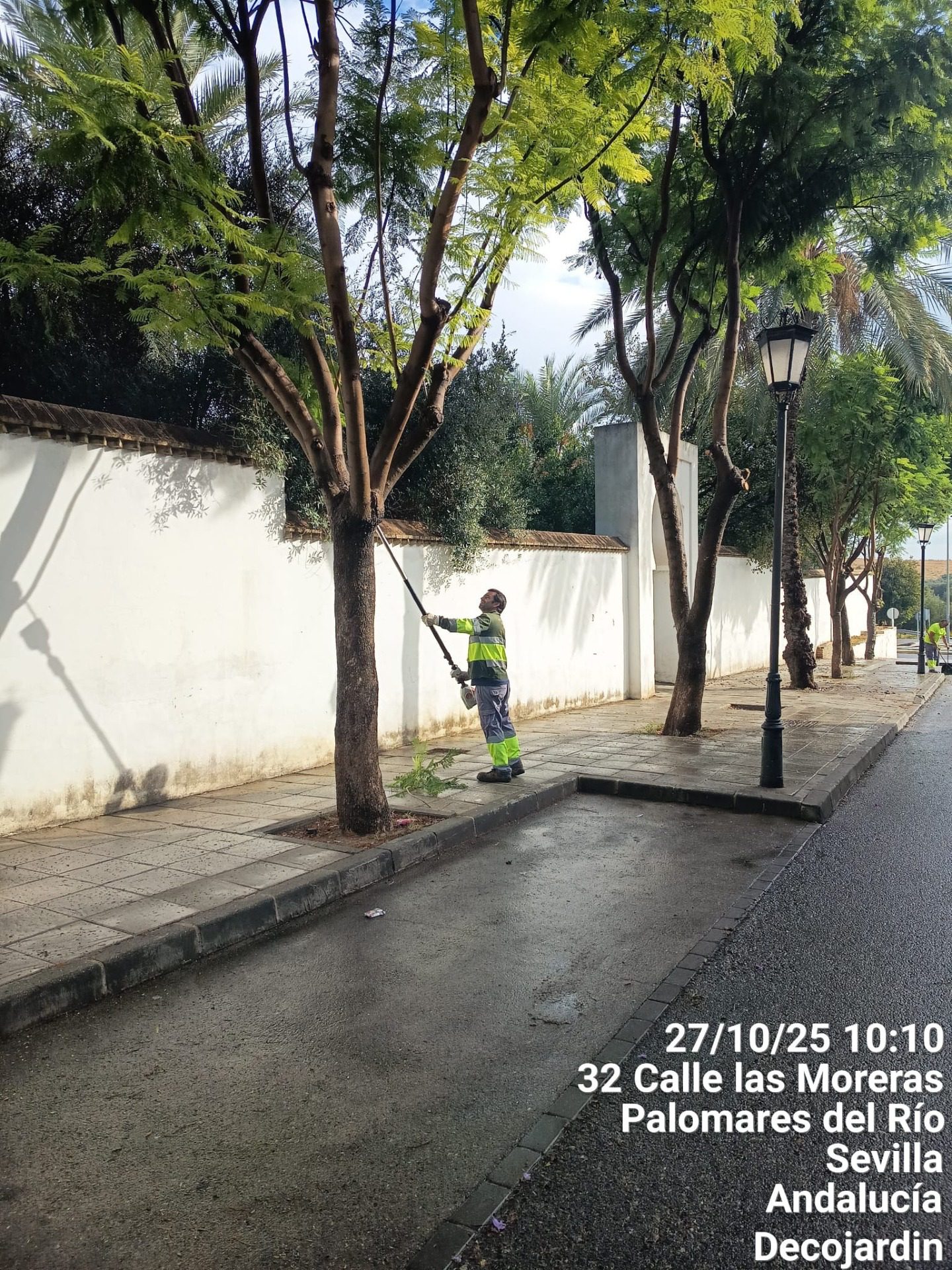 Cuidado y mantenimiento del arbolado en Palomares del Río y su entorno